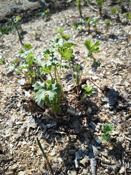 Дельфиниум двухлетка