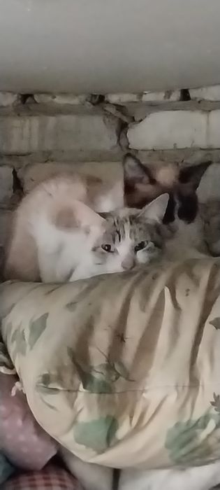 Кошки котятя кошки