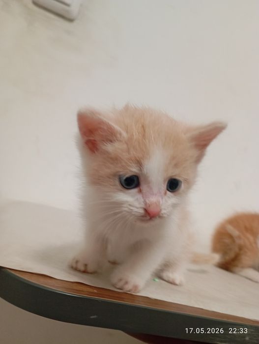 Котята. 2 котенка.
