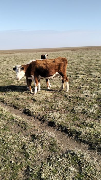 Откормға қысыр құнажындар сатылады