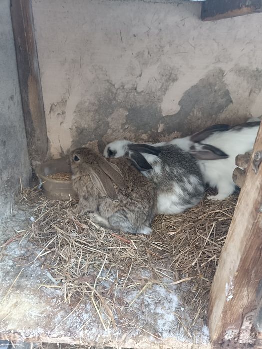 Крольчата 3 месяца