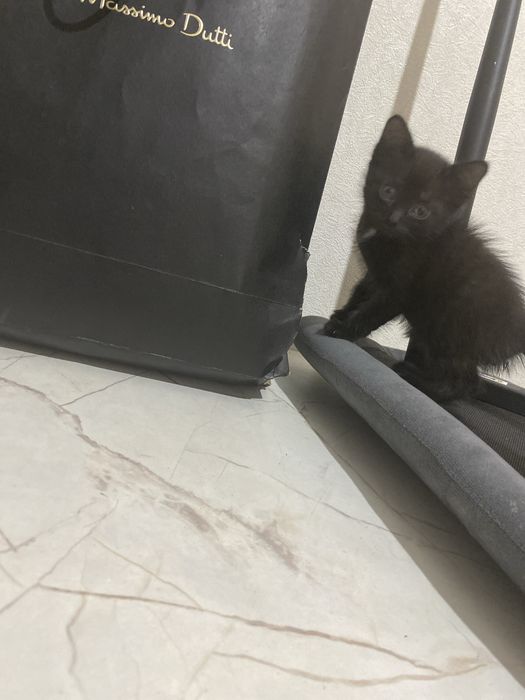Отдам милого котенка