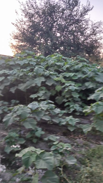 Павлония дарахт кучатлари сотувда