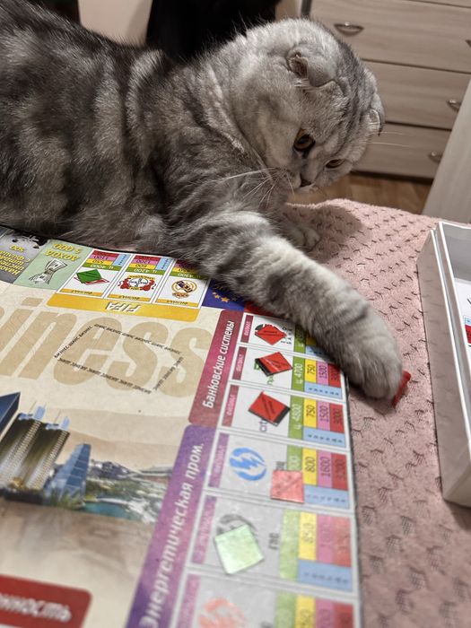 Кошка шотландская