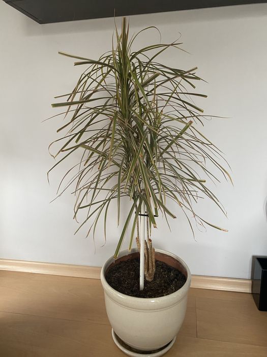 Драцени с включени в цената саксии