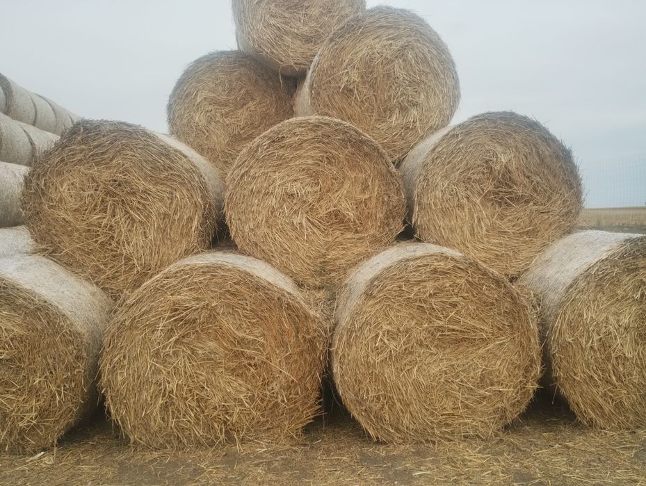 Vând tulei și paie de grau