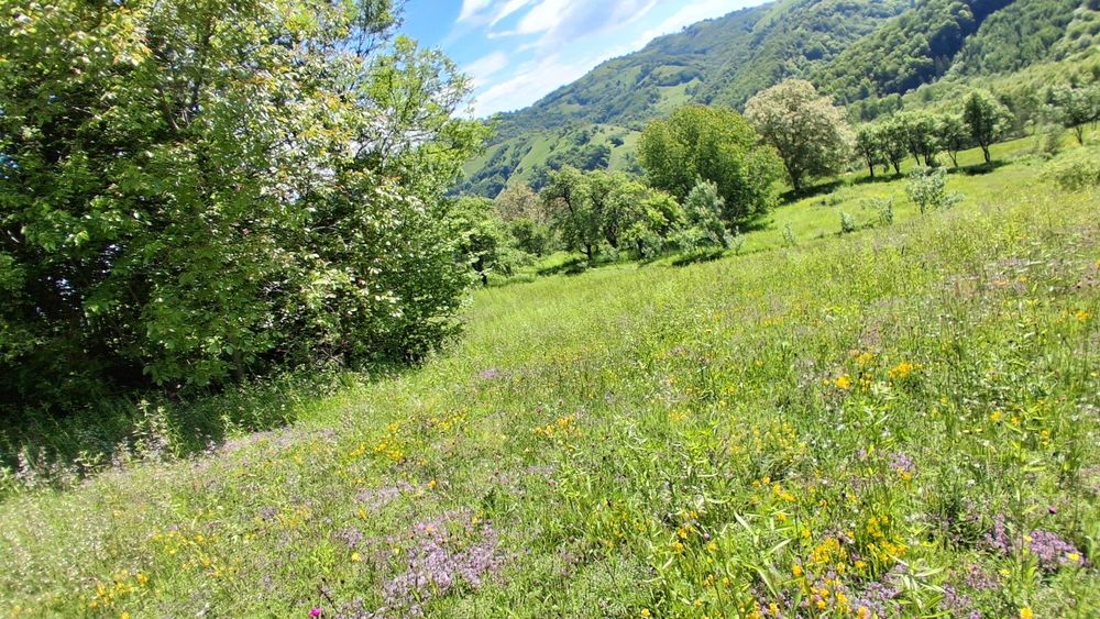 Teren intravilan 4500mp de vânzare Poiana Marului Brasov