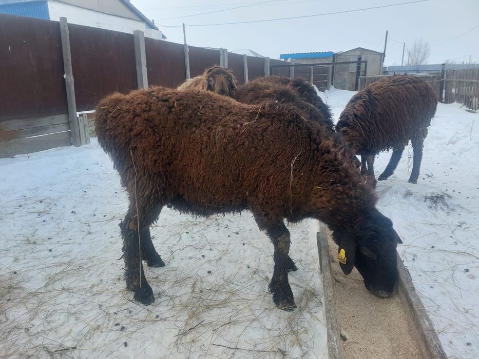 Продам кошкаров опытом