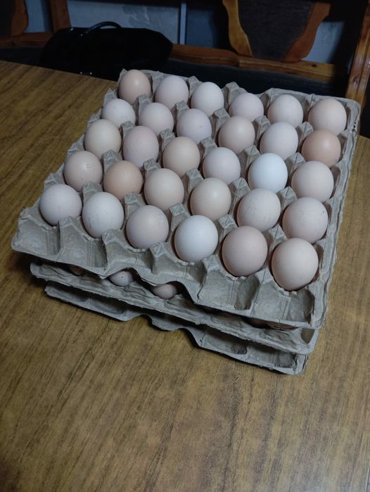 Продам домашнее яйцо