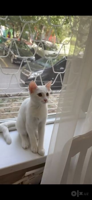 Кошечка 4 месяца
