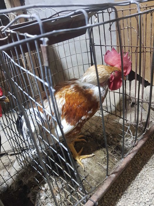 xonaki Xuroz soni 4 ta dastafka bor