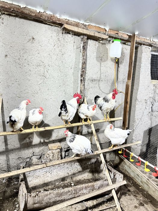 Adler tovuq va xo’rozi sotiladi 150 dan bervoraman 7 dona 2 ta xo’roz