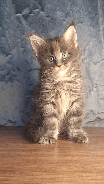 Бронь котят мейн-кун
