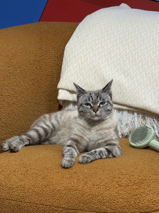 Котята в добрые руки!