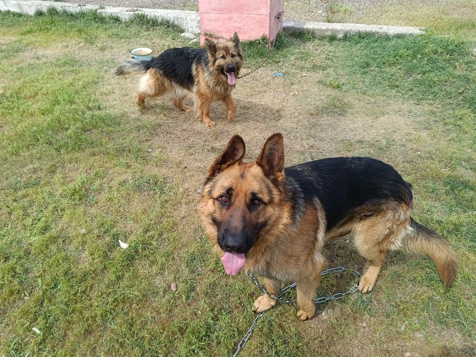 Немецкие овчарки.