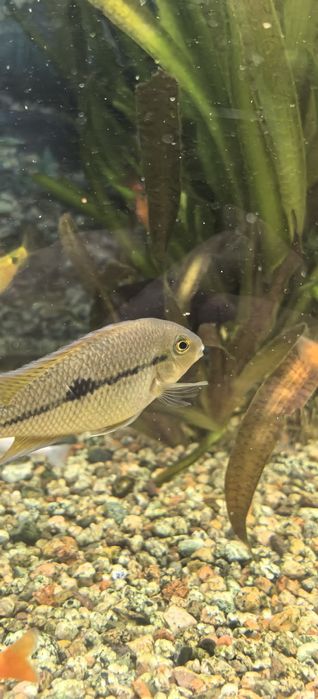 Цихлазомы ( Бражник 3). Никарагуа 3