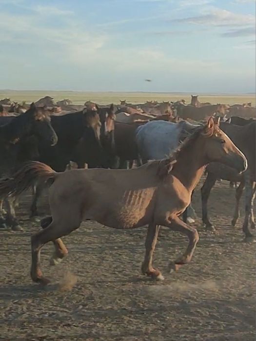 Тай еркек тайчик жеребчик