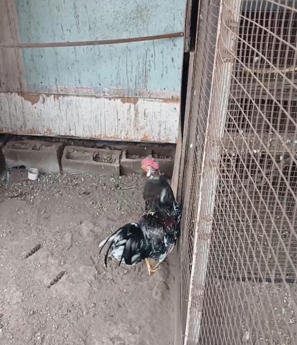 Продам петуха года 2025