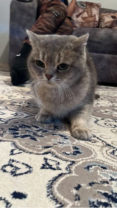 Бритианский кошка прямоухо девочка