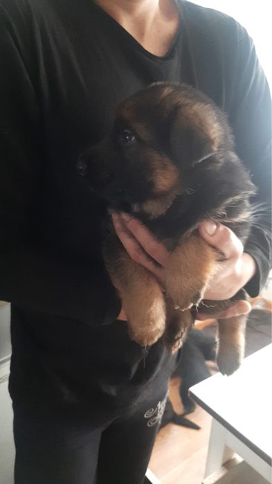 Щенки немецкой овчарки