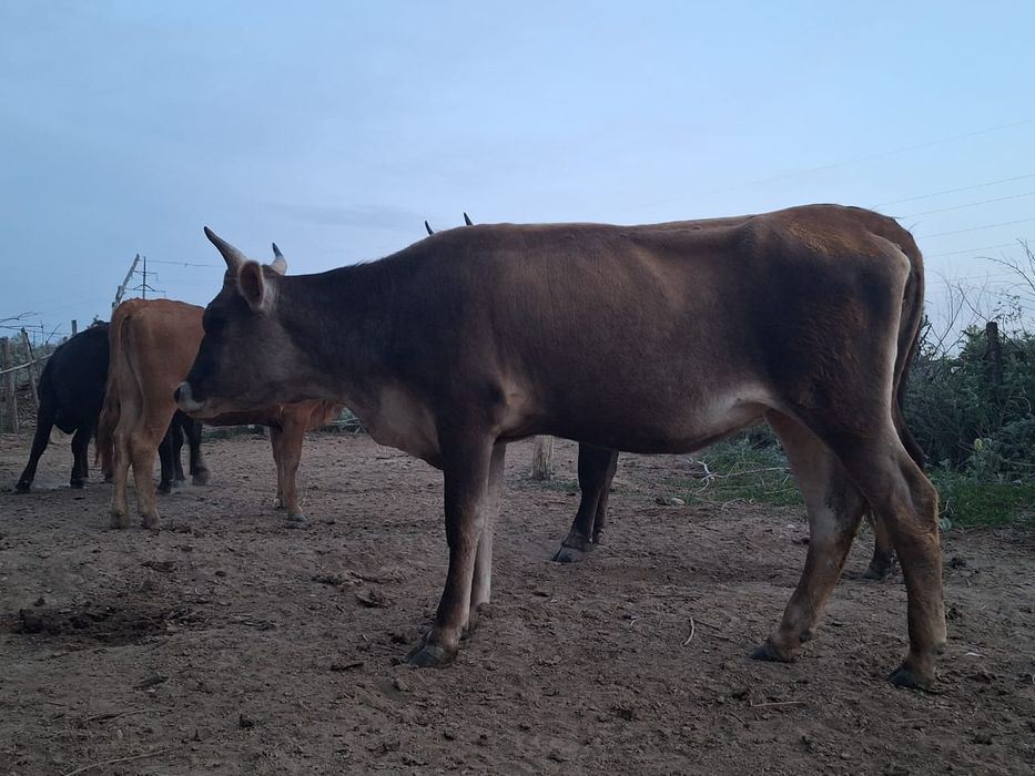 Продам 2 коровы отдельно