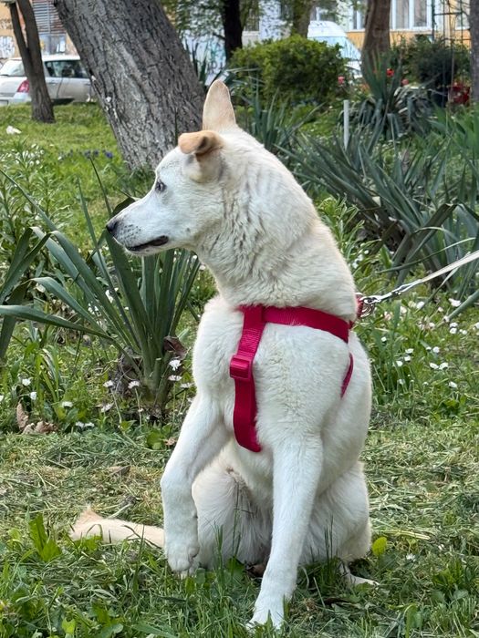 Търси дом! Здравейте, това е Айра