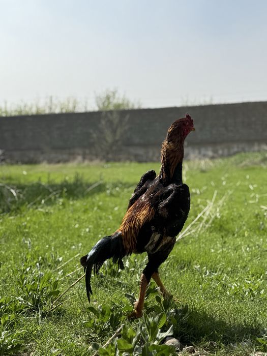 Шамо таза майская