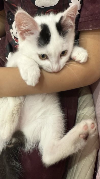 Котенок 3месяца