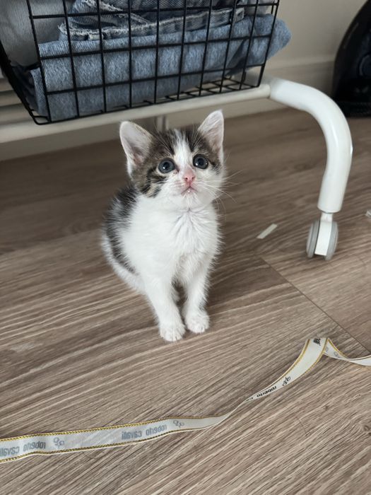 Котенок в хорошие руки