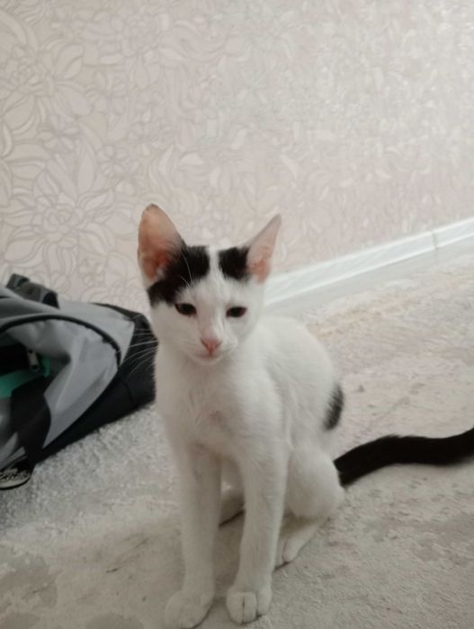 Котенок в добрые руки