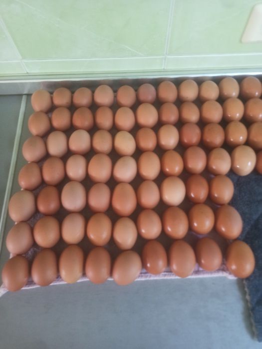 Продам яица домашние 100тг/шт