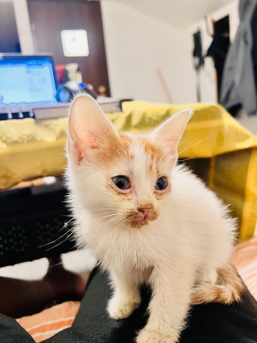 Spre adopție pisicuță iubitoare și jucăușă - 3 luni (București)