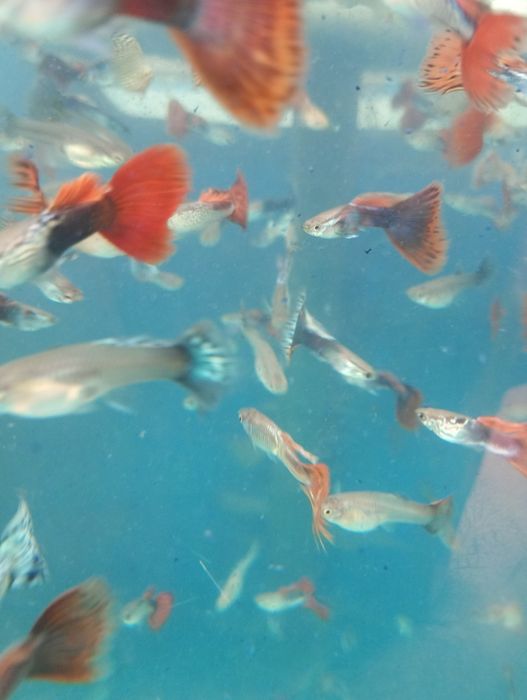 Guppy. Vivipari. Pești de acvariu. Reproducători.