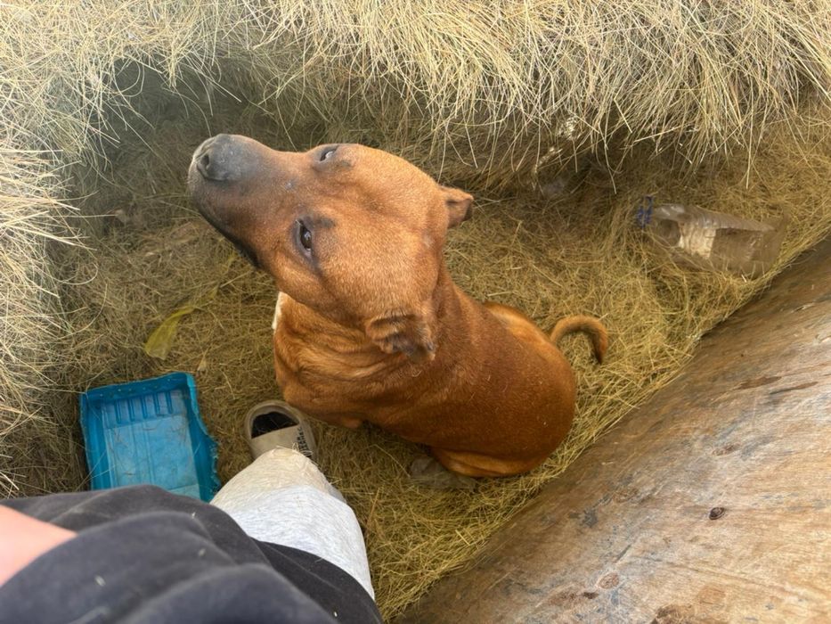 Продается собака, породы стаффорд