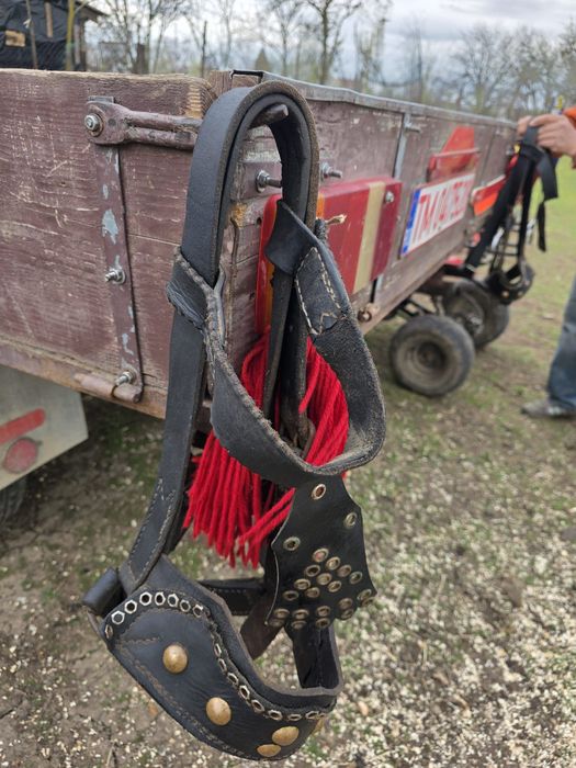 Iepe de vânzare,cu căruța și hamuri