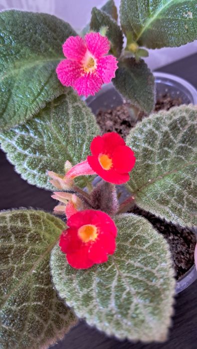 Цветы комнатные  .