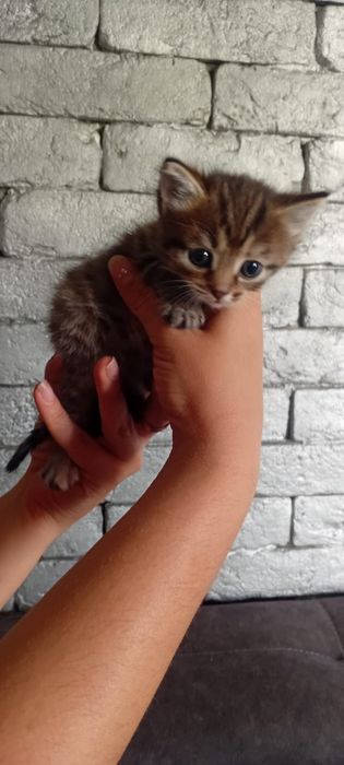 Кошечка 1.5 месяца