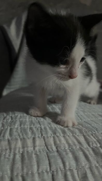 3 девочки кошечки 1,5 месяца