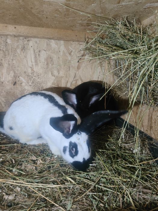 Iepuri Uriaș Pestriț German