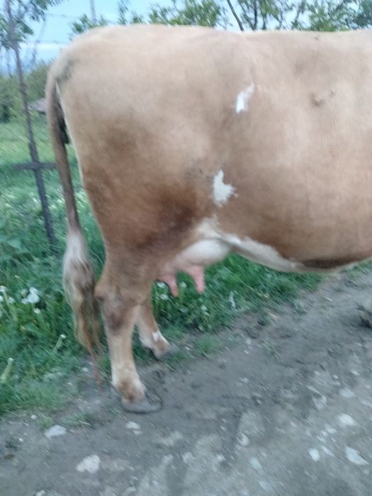 Vând vacă  fătată recent, fără vițel