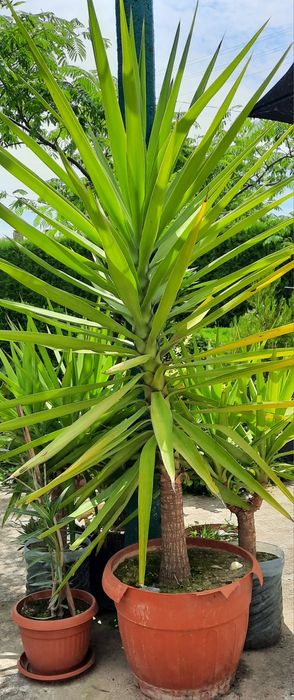 Юки в саксии различни големини