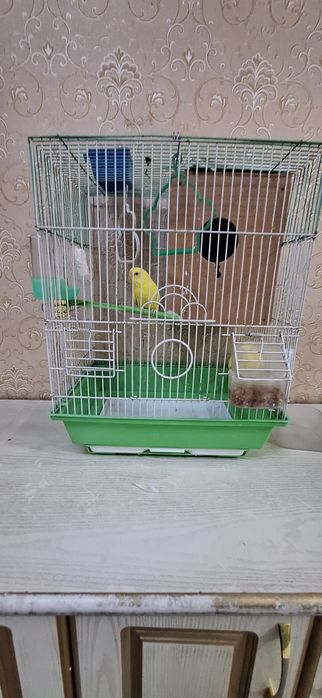 Totiqush valnistiy 200.000 shu turishi