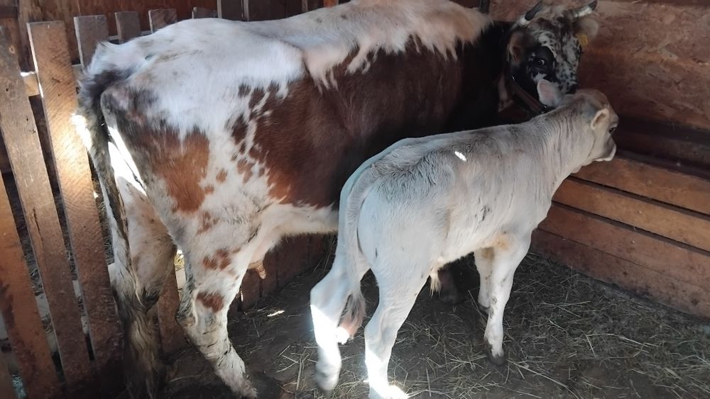 Vând vaca cu vitel tauras