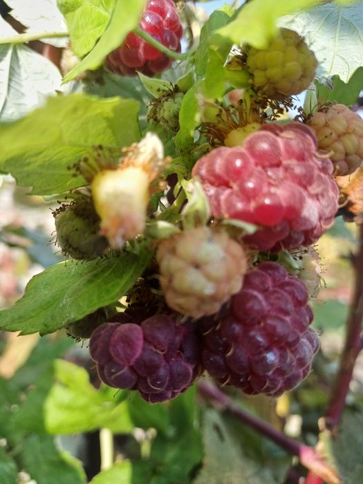 Малиновое варенье