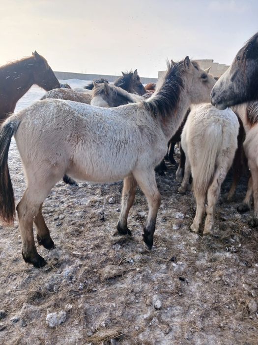 50 голов лошадей