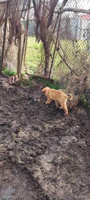 Подарявам кучета