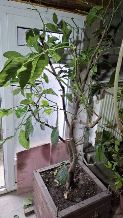 Lamai de vanzare si dafin