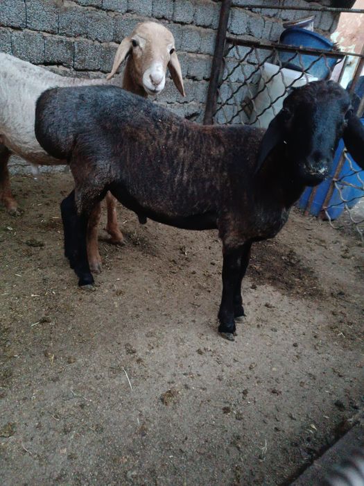 Qôzi qôchqorla soglom