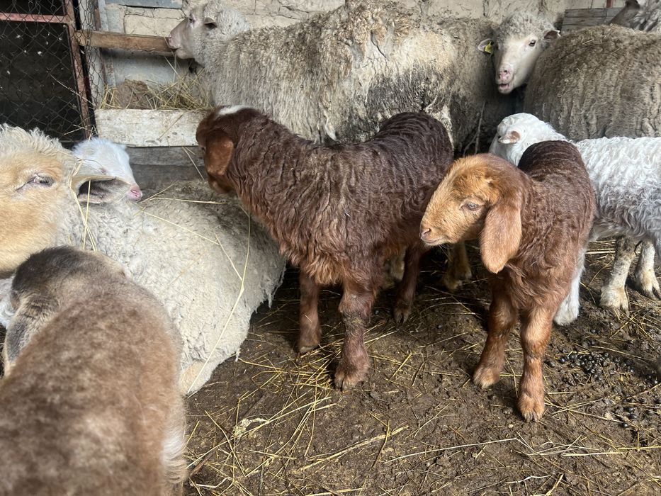 Қозылы қойлар сатылады