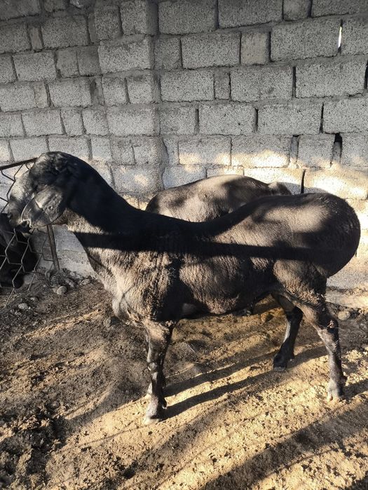 Qochqorlar toza boqilgan faqat yem berib qurbonlik uchun boqilgan